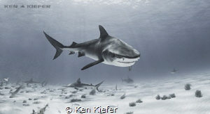 "Sharks have everything a scientist dreams of. They're li... by Ken Kiefer 